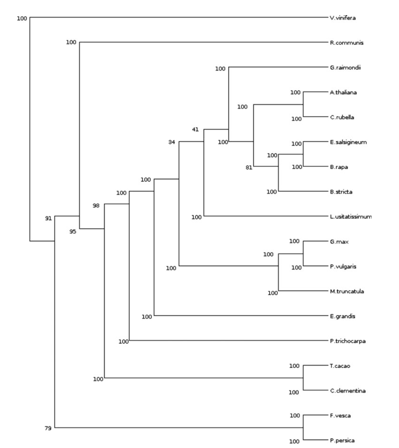 phylogenetic.png